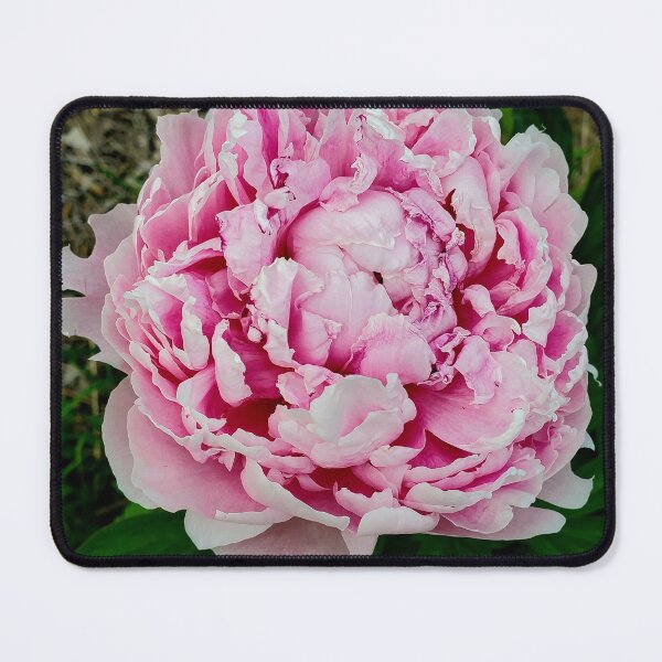 Item preview, Pondering Peonies designed and sold by TSinclairArt.