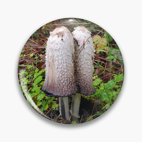 Item preview, Shaggy Ink Cap - Camas, WA  designed and sold by moon.over.pnw.