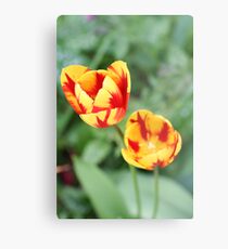 "Two Tone Tulips" Metal Print