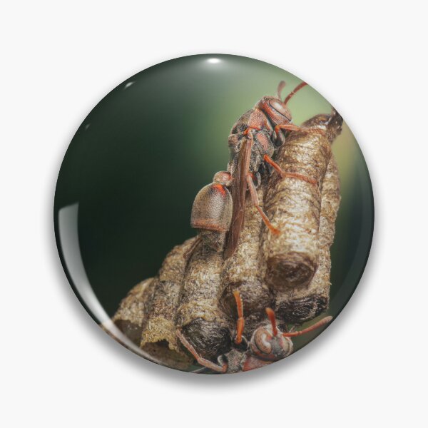 Item preview, Paper Wasps designed and sold by robdwildlife.