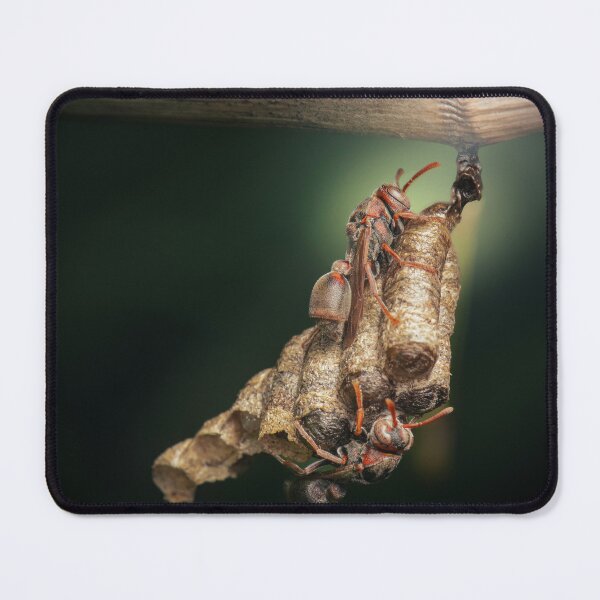 Item preview, Paper Wasps designed and sold by robdwildlife.