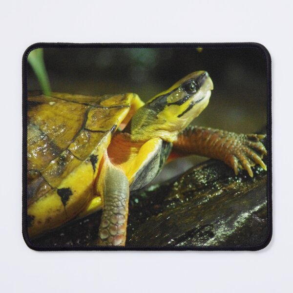 Item preview, turtle designed and sold by proxstination.