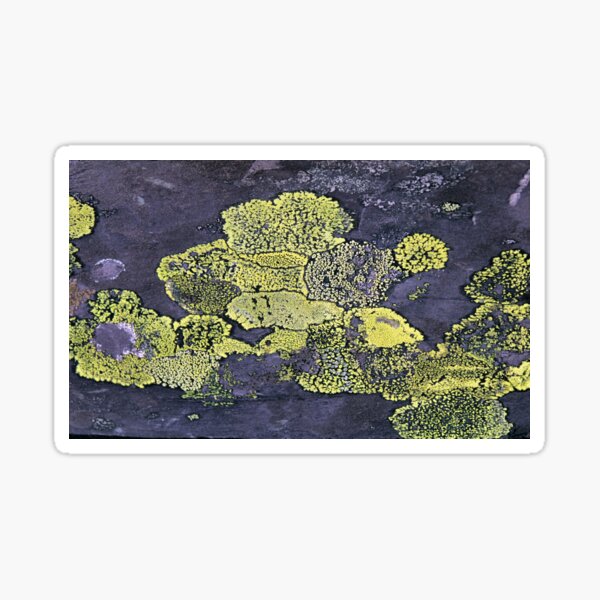 Item preview, lichen designed and sold by KathleenDawson.