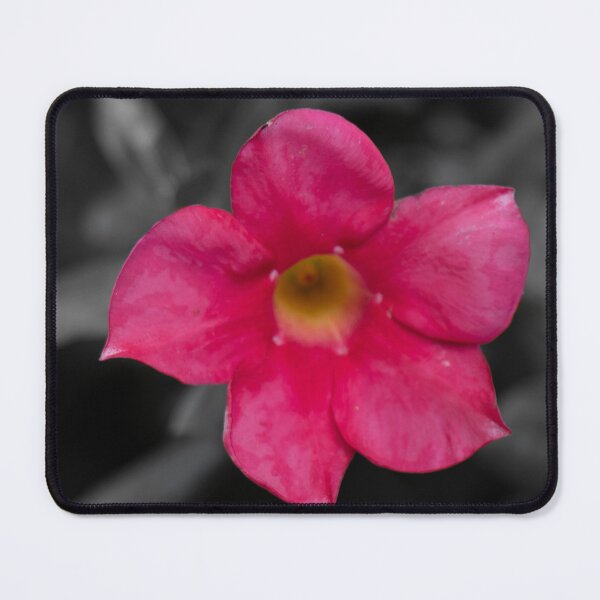 Item preview, Brazilian Jasmine designed and sold by Boujiee-Boutique.
