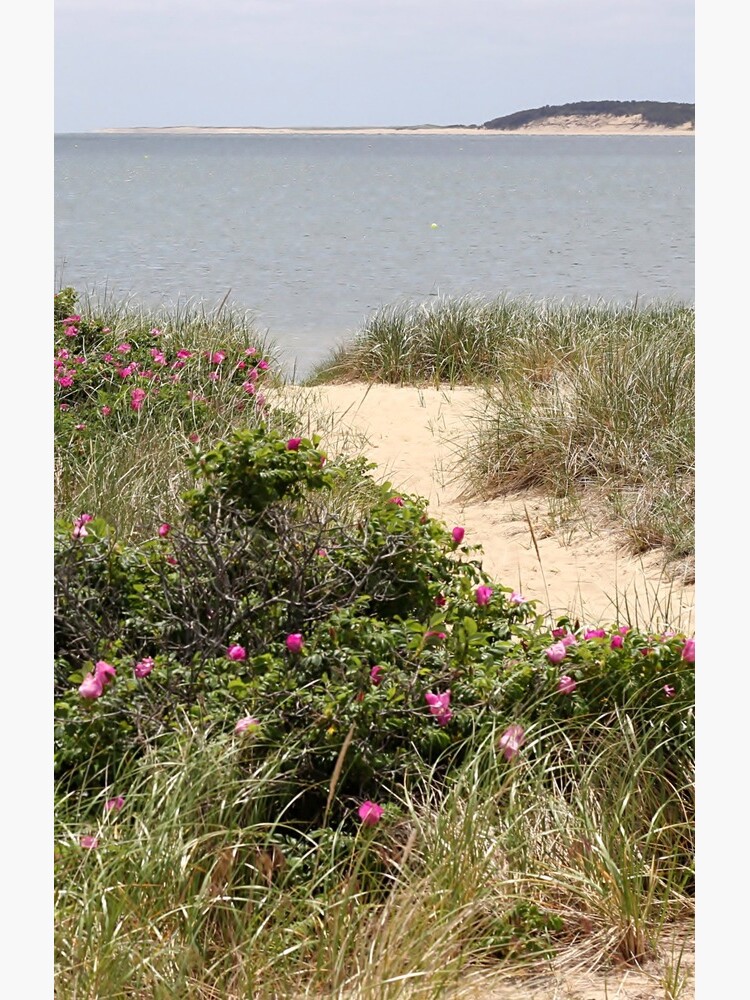 Beach path with beach plum roses in bloom by backyardwonders