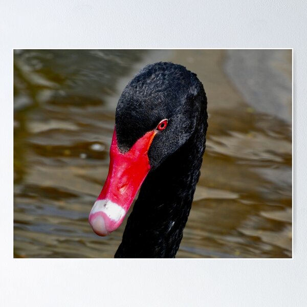 Item preview, Black Swan designed and sold by penguinblue.