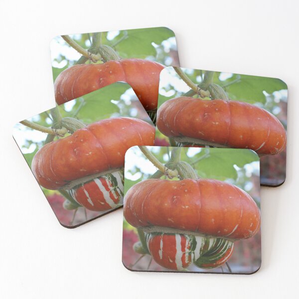Item preview, Turban squash designed and sold by pinkal.