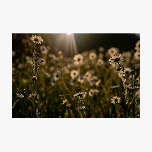 Item preview, Ox eye daisies in golden light designed and sold by CathysCaptures.