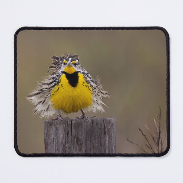 Item preview, Eastern Meadowlark designed and sold by SuddenJim.