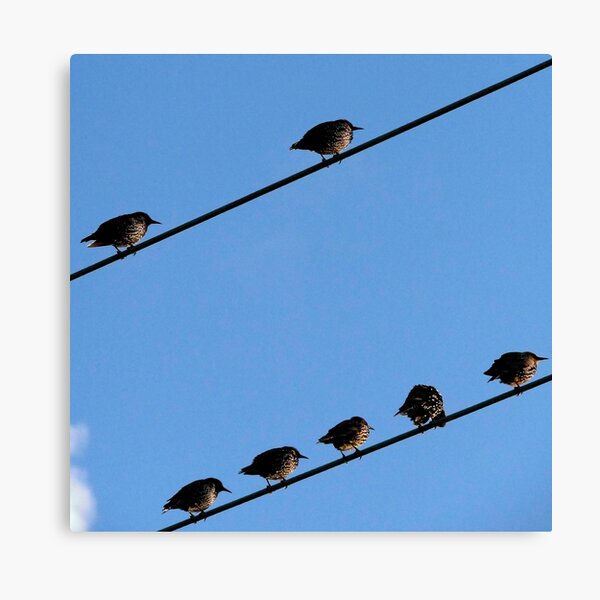 Item preview, Starlings on telephone wires designed and sold by buttonpresser.