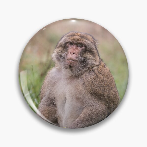 Item preview, Barbary Macaque Sitting in the Grass designed and sold by David Patterson.