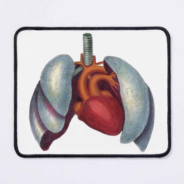 Item preview, Vintage Medical Drawing, Heart and Lungs Medical Illustration designed and sold by HawthorneFlame.