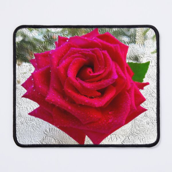 Item preview, Beautiful Ruby Rose in the Snow designed and sold by BostonArcImage.