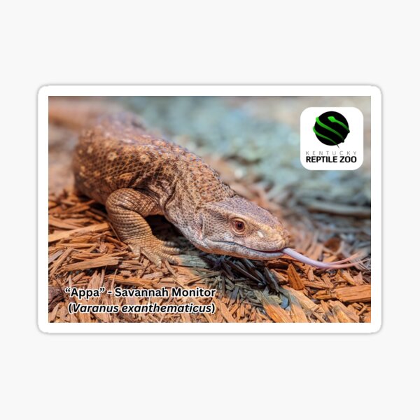 Artikel-Vorschau von "Appa" - Savannenwaran, designt und verkauft von KYReptileZoo.