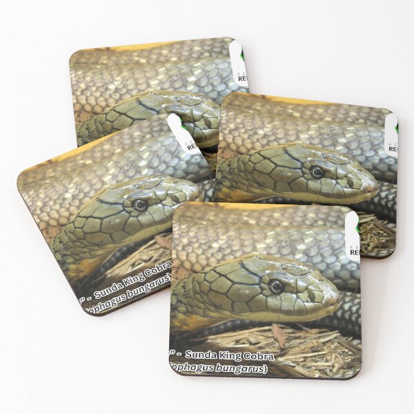 Item preview, "Puppy" - Sunda King Cobra designed and sold by KYReptileZoo.