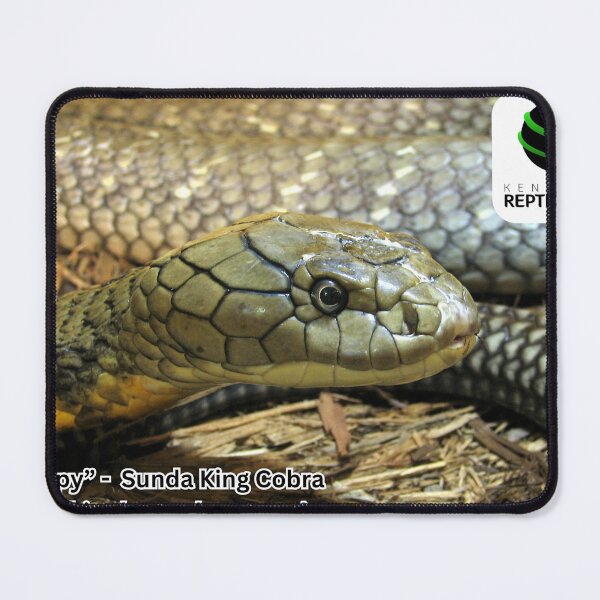 Item preview, "Puppy" - Sunda King Cobra designed and sold by KYReptileZoo.