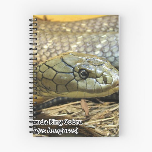 Item preview, "Puppy" - Sunda King Cobra designed and sold by KYReptileZoo.