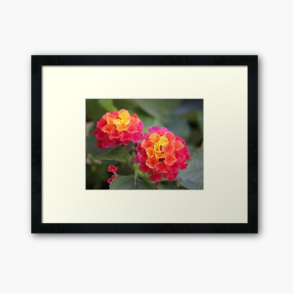 Butterfly Flowers Framed Art Print
