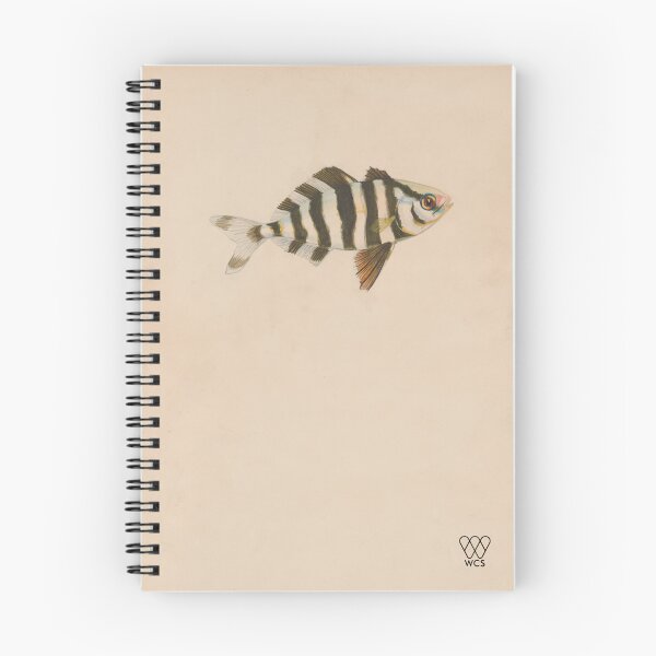 Item preview, Hudson Canyon Man-of-war Fish designed and sold by WCS-Archives.