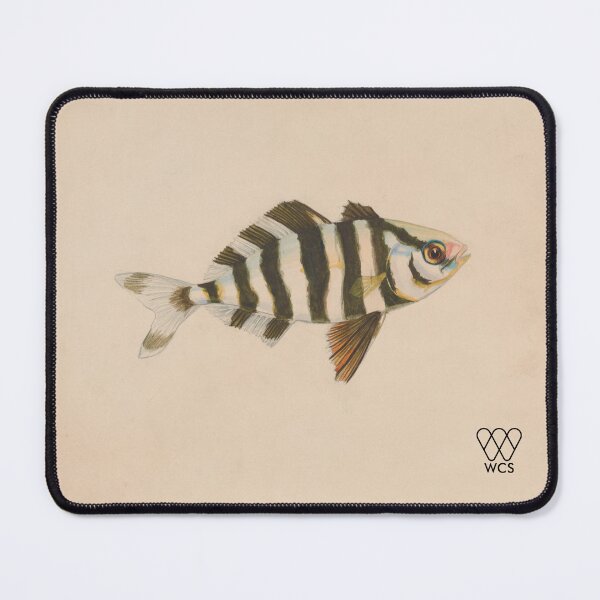 Item preview, Hudson Canyon Man-of-war Fish designed and sold by WCS-Archives.