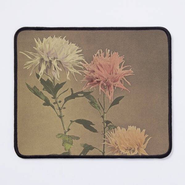 Item preview, White, Pink, and Yellow Chrysanthemum designed and sold by LegacyPressCo.