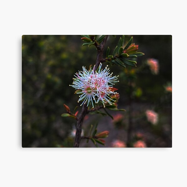 Item preview, Rare and Threatened Australian Flora - Kunzea rupestris designed and sold by Arcane Botanica.