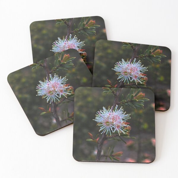 Item preview, Rare and Threatened Australian Flora - Kunzea rupestris designed and sold by Arcane Botanica.