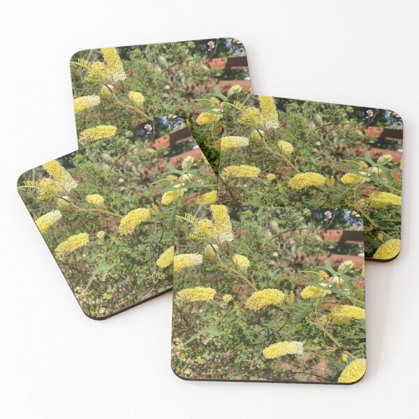 Item preview, Grevillea flexuosa - Zig Zag Grevillea designed and sold by Arcane Botanica.
