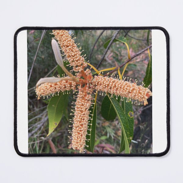 Item preview, Xylomelum pyriforme - Woody Pear designed and sold by Arcane Botanica.