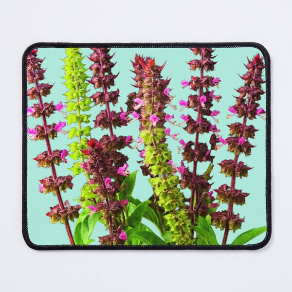 Item preview, Sweet Basil, Herbal Plant, Basil Benefits, Basil Leaves, Basil Recipes, Cooking With Basil designed and sold by PixelStoneDesign .