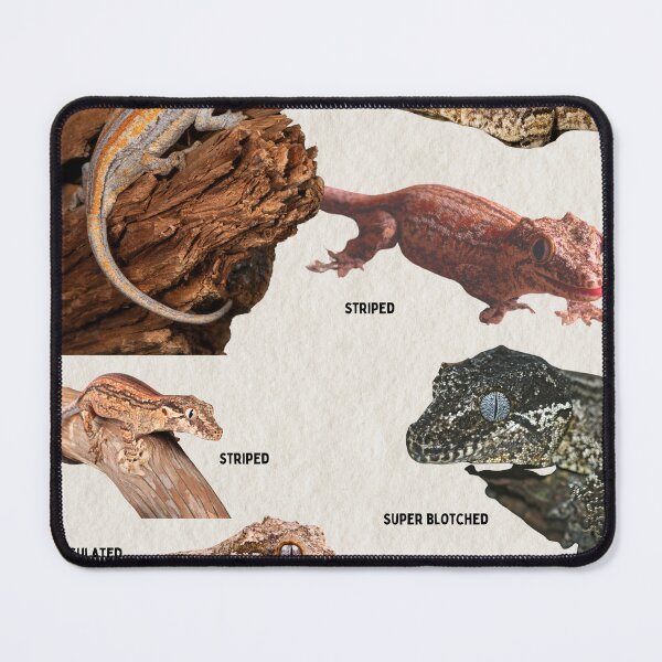 Item preview, Gargoyle Gecko Morphology Herper Reptile Biological Science Diagram designed and sold by wesleykshaver.