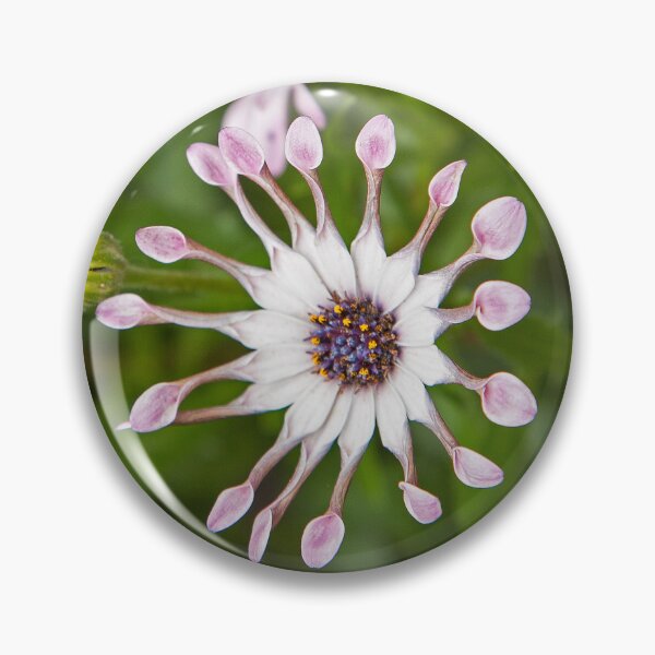 Item preview, Unique Petal Formation of Spoon-tipped daisys designed and sold by David Patterson.