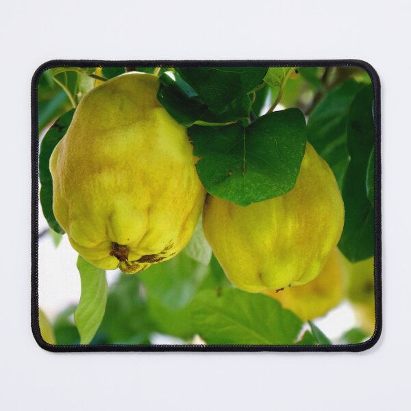 Item preview, Garden of forgotten fruits Pennabilli Italy designed and sold by nikawanders.