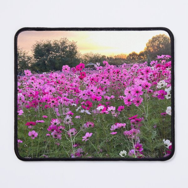 Item preview, Pink Cosmos Flowers in South Korea | Floral Decor designed and sold by YemmyZImages.