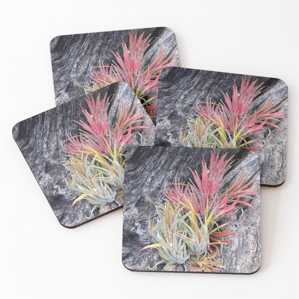Item preview, Fiery air plant designed and sold by RosJoy.