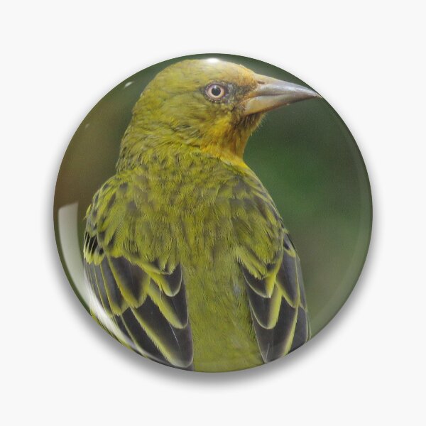Item preview, Cape Weaver designed and sold by BiodiversityRocks.