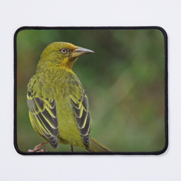 Item preview, Cape Weaver designed and sold by BiodiversityRocks.