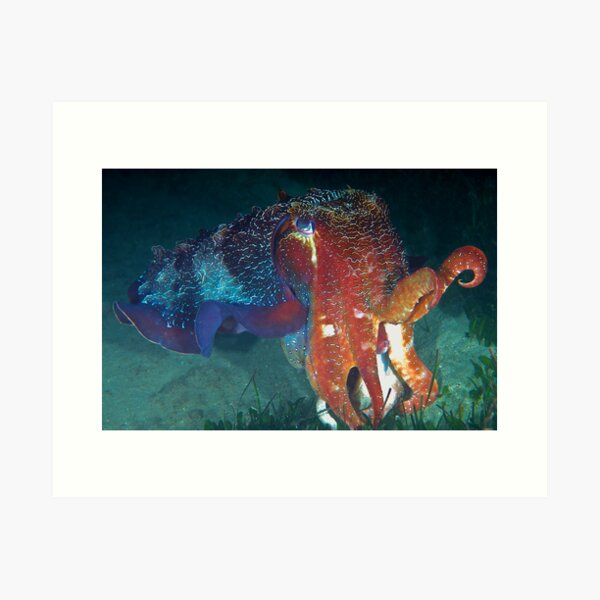 Item preview, Cuttlefish designed and sold by Melissa Chinn.