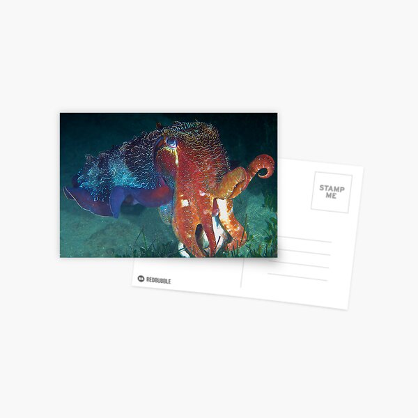 Cuttlefish Postcard