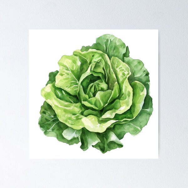 Item preview, Crisp Watercolor Lettuce Illustration designed and sold by PapuruDesigns.