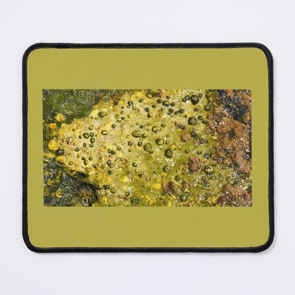 Item preview, Rock with limpets designed and sold by manoloshoping.