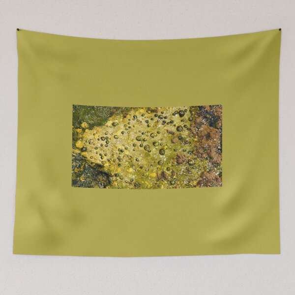 Item preview, Rock with limpets designed and sold by manoloshoping.