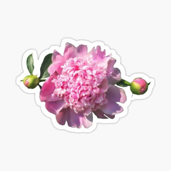 Reaching for the Sun Sticker