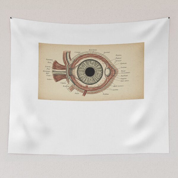 Artikelvorschau, Vintage-Augendiagramm entworfen und verkauft von FitEnvy.