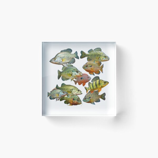 Item preview, Prowling Panfish designed and sold by RIc's Style.