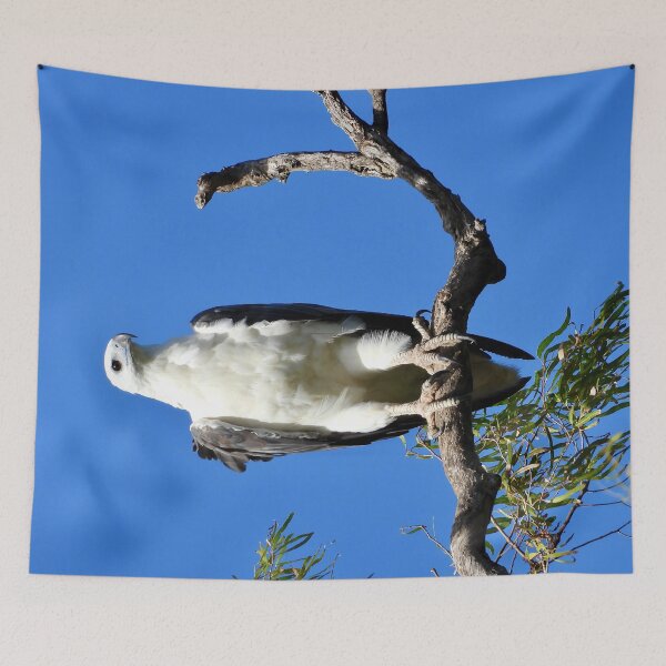 Item preview, White-bellied Sea eagle majestic stare designed and sold by Mark Grimsley.