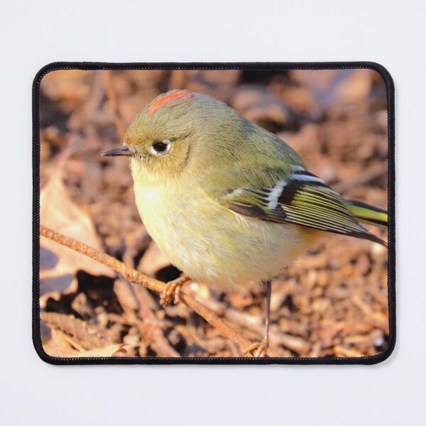 Item preview, Ruby-crowned kinglet designed and sold by Parks and X.