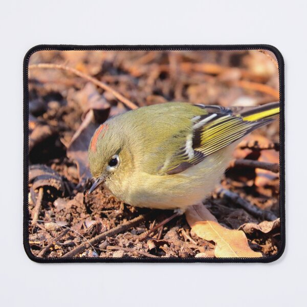 Item preview, Kinglet  designed and sold by Parks and X.