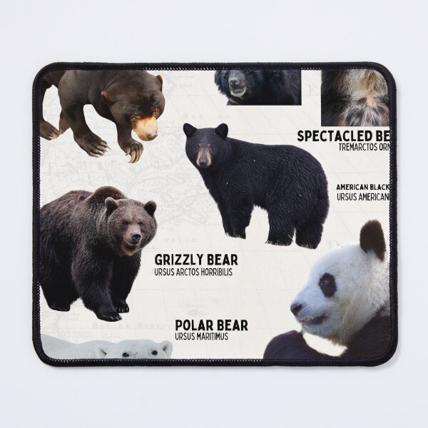 Item preview, Biological Scientific Bear Species Diagram Poster Vintage Map Conservation designed and sold by wesleykshaver.