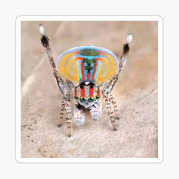 Item preview, Jumpin Spoder designed and sold by AdaOnio.